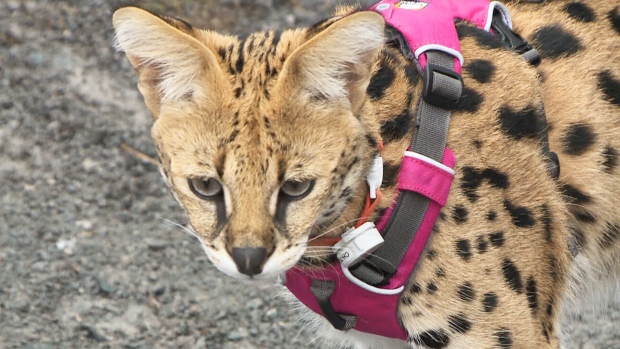 Carp Serval cat owner wants city bylaws updated - CTV News