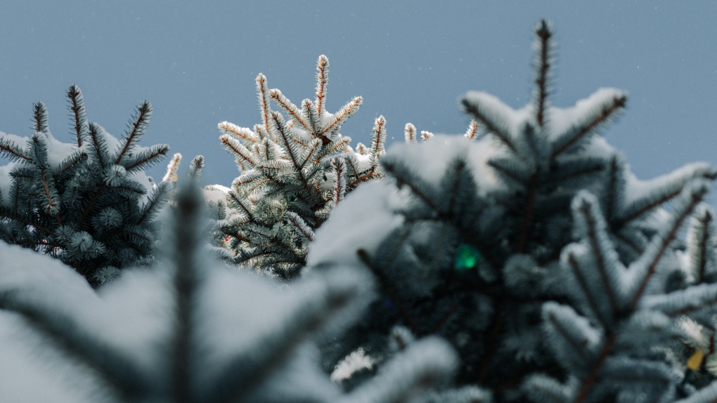 Frosted pine trees in Ottawa, Ont. (Photo by Ina Soulis on Unsplash)