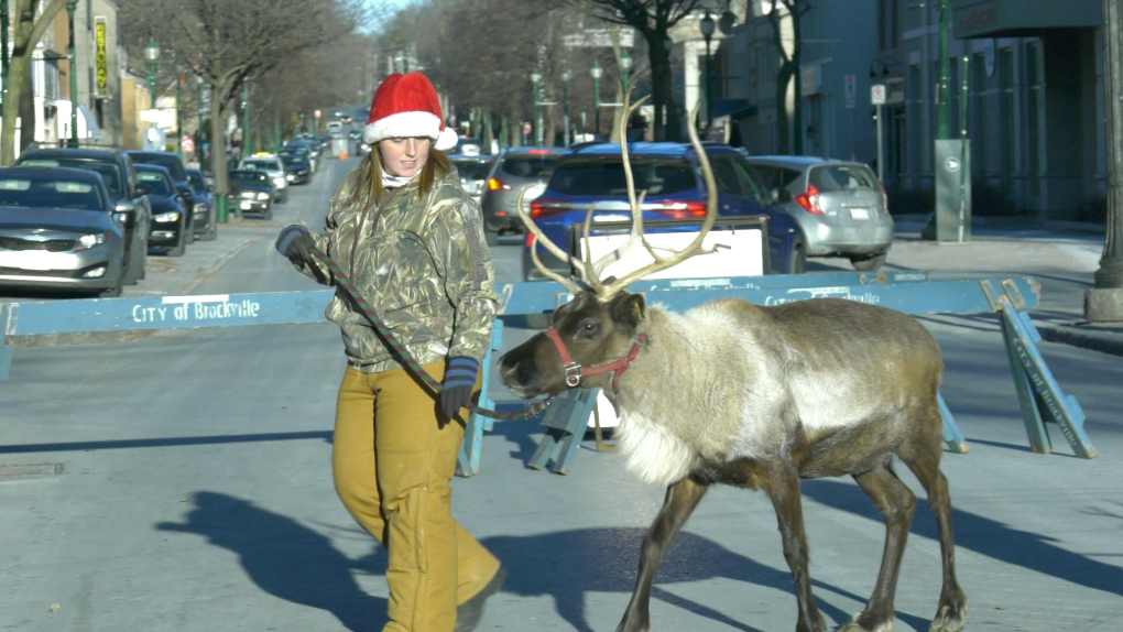 Kendra Thomson of Sherwood's Reindeer Farm walks with Prancer in downtown Brockville. (Nate Vandermeer/CTV News Ottawa)