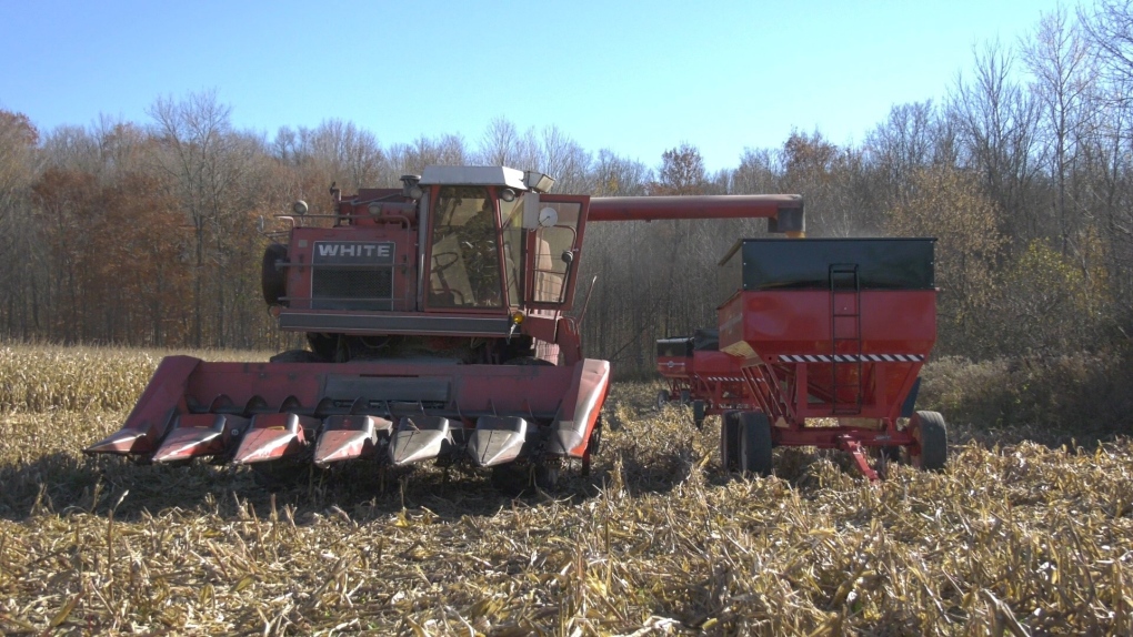 A combine unloads corn into a wagon near Brockville. (Nate Vandermeer/CTV News Ottawa)