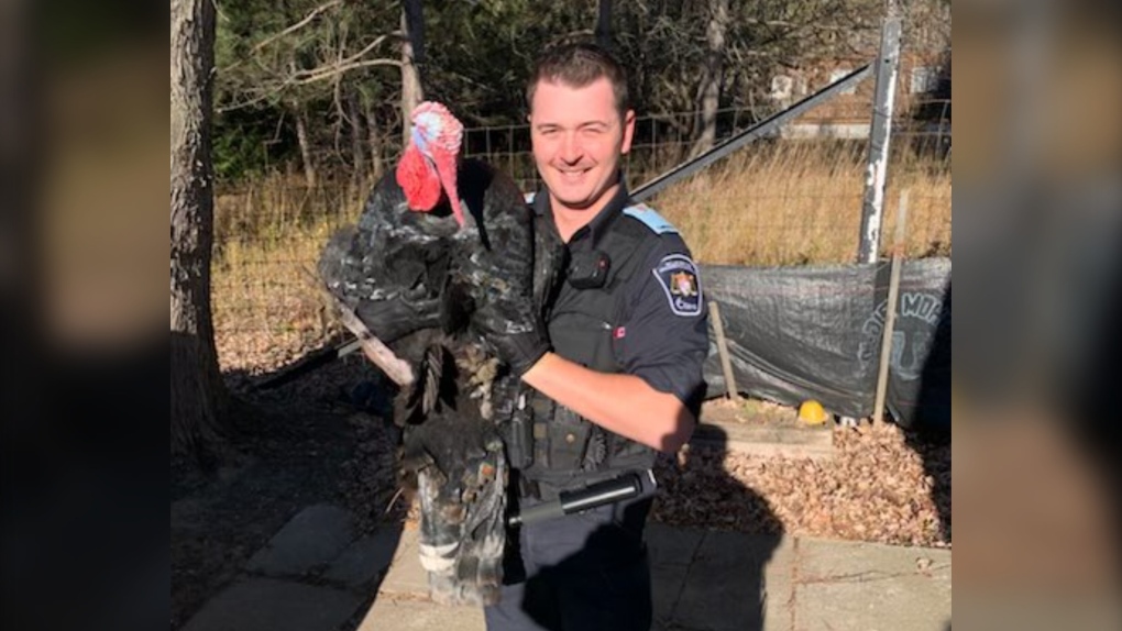 An Ottawa bylaw officer with a turkey found roaming in Ottawa's east end. (Ottawa Bylaw)