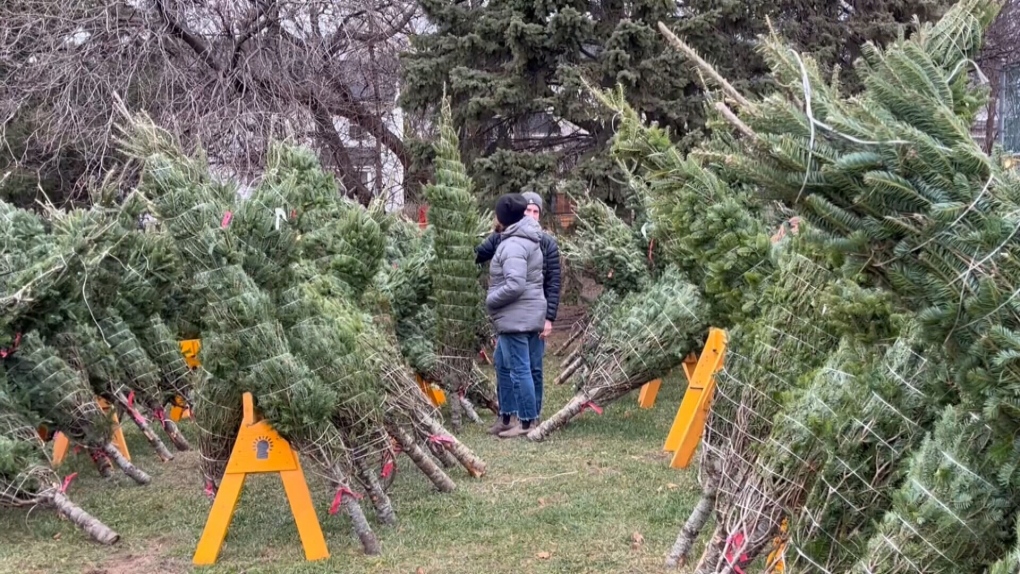 Christmas trees for sale during the Royal Mental Health Centre's 37th annual Christmas tree sale. (Shaun Vardon/CTV News Ottawa) 