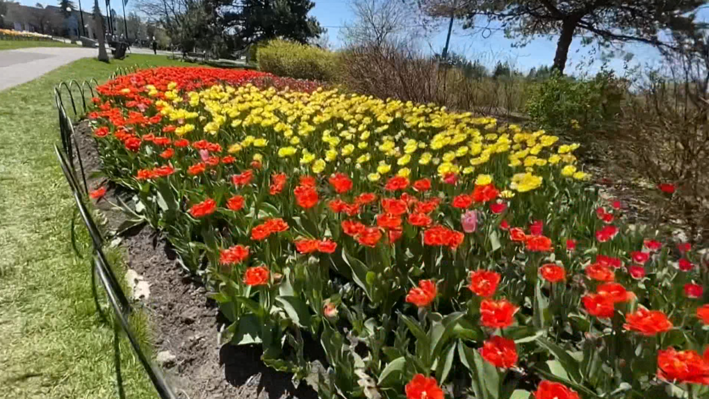 Tulips in bloom at Commissioners Park. (Dave Charbonneau/CTV News Ottawa)
