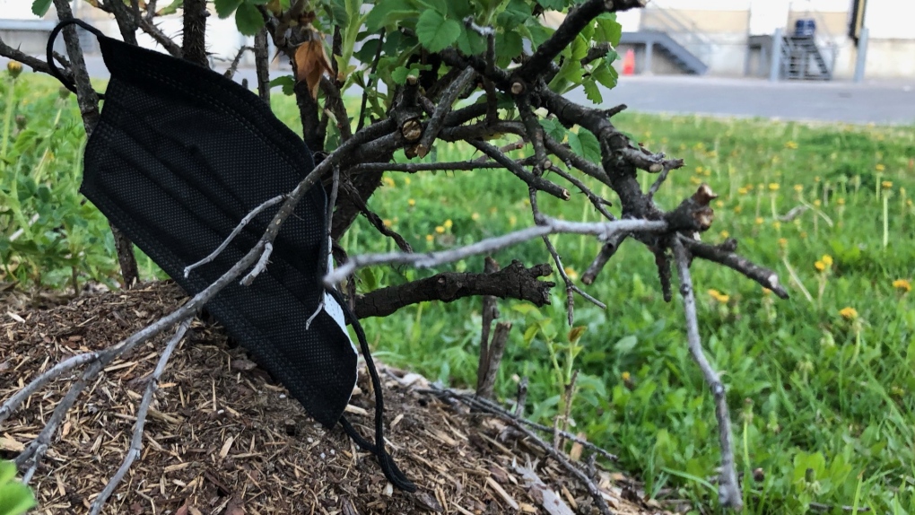 A discarded face mask is seen stuck in a bush in Ottawa. May 15, 2022. (CTV News Ottawa)