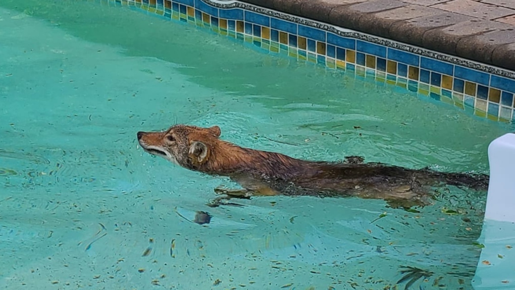 A coyote took a swim in a back yard pool in Ottawa Saturday, May 28, 2022. Nicole Van De Wolfshaar shared the photos to her neighbourhood Facebook page. (Nicole Van De Wolfshaar/Facebook)