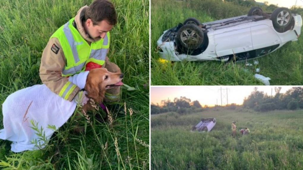 Ottawa firefighters helped comfort a dog who was along for the ride in a vehicle that rolled over in the Greenbelt Saturday, June 18, 2022. The driver was transported to hospital with minor injuries. (Ottawa Fire Service/Twitter)