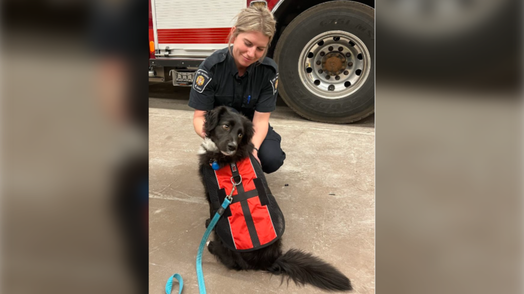 The Ottawa Humane Society says dogs will visit Ottawa Fire stations as part of a new program. (Ottawa Humane Society/release) 