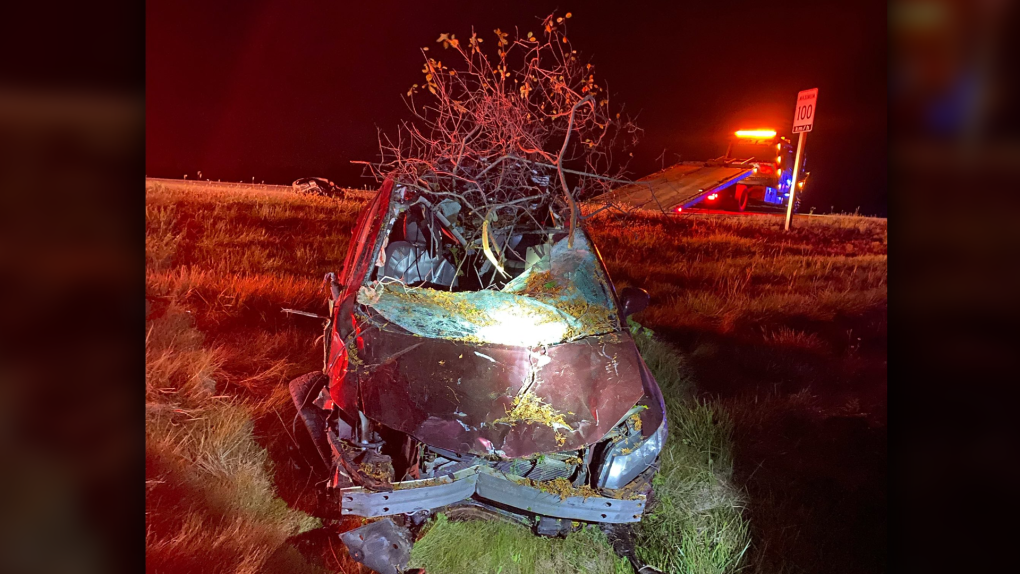 North Grenville: Four cars hit moose on Ontario highway | CTV News