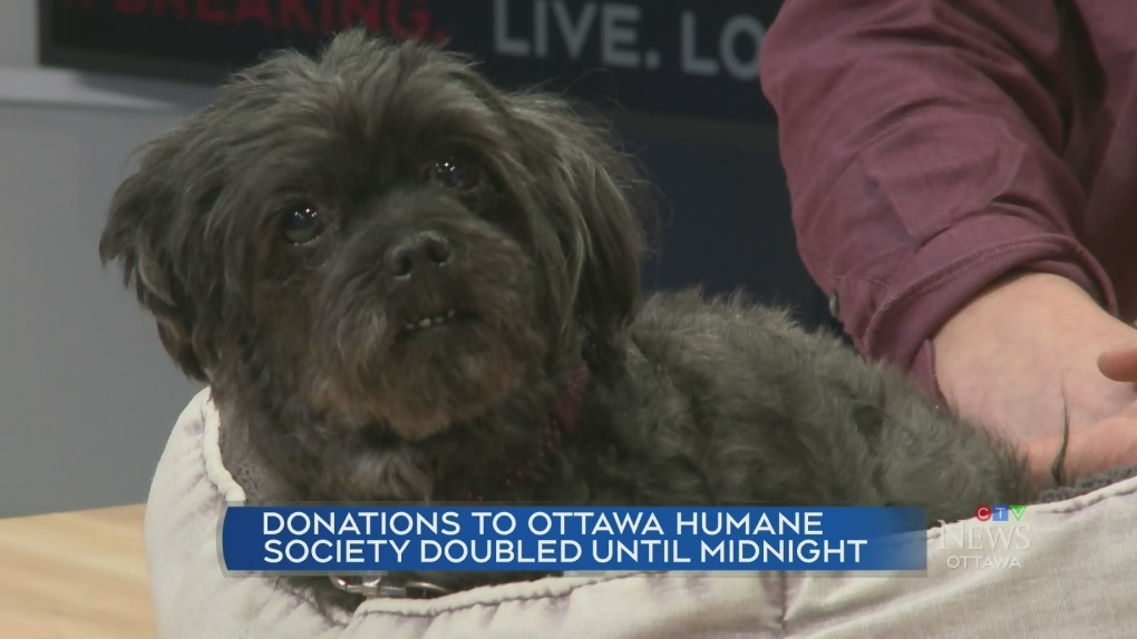 Giving Tuesday At The Ottawa Humane Society   Giving Tuesday At The Ottawa Humane Society 1 6664297 