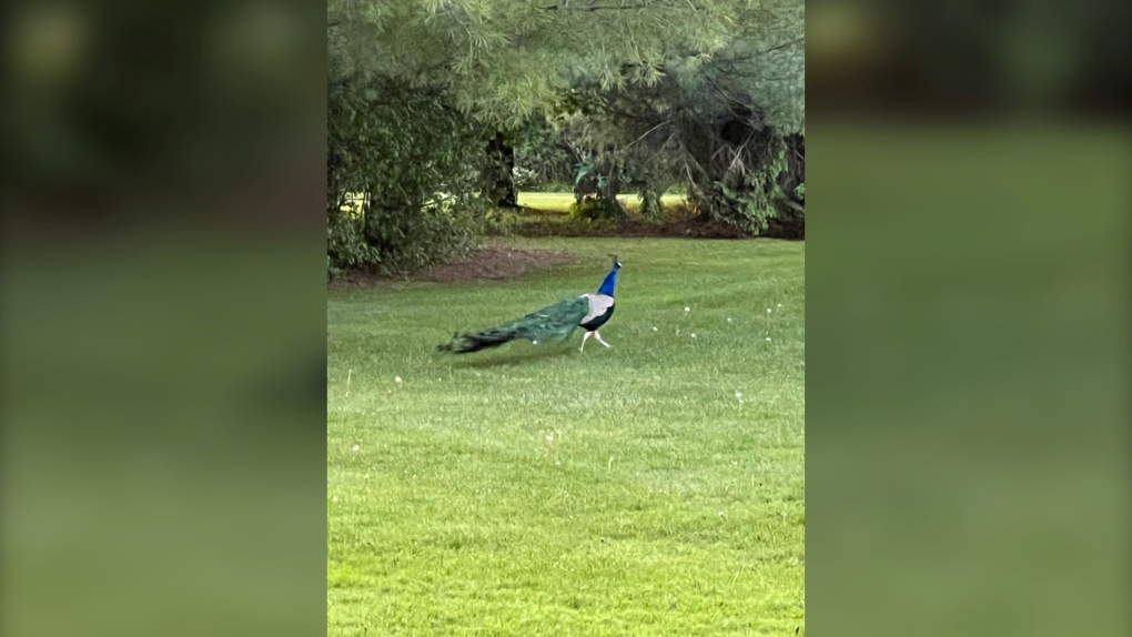 Ontario Provincial Police say officers have received calls regarding a loose peacock, which was last seen on Hillbrook Road in Augusta Township. (Ontario Provincial Police/Twitter) 