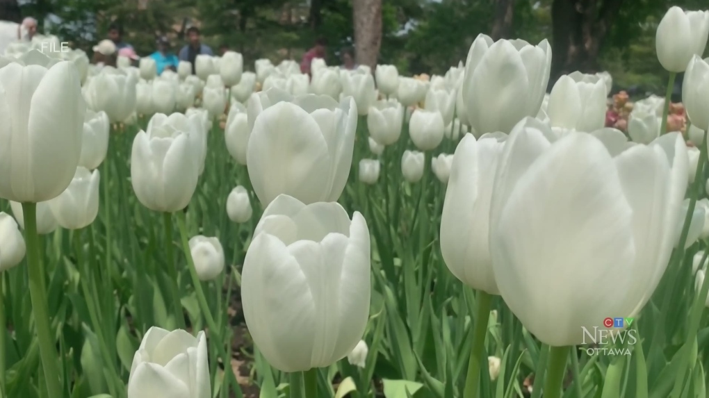 The future of the Canadian Tulip Festival