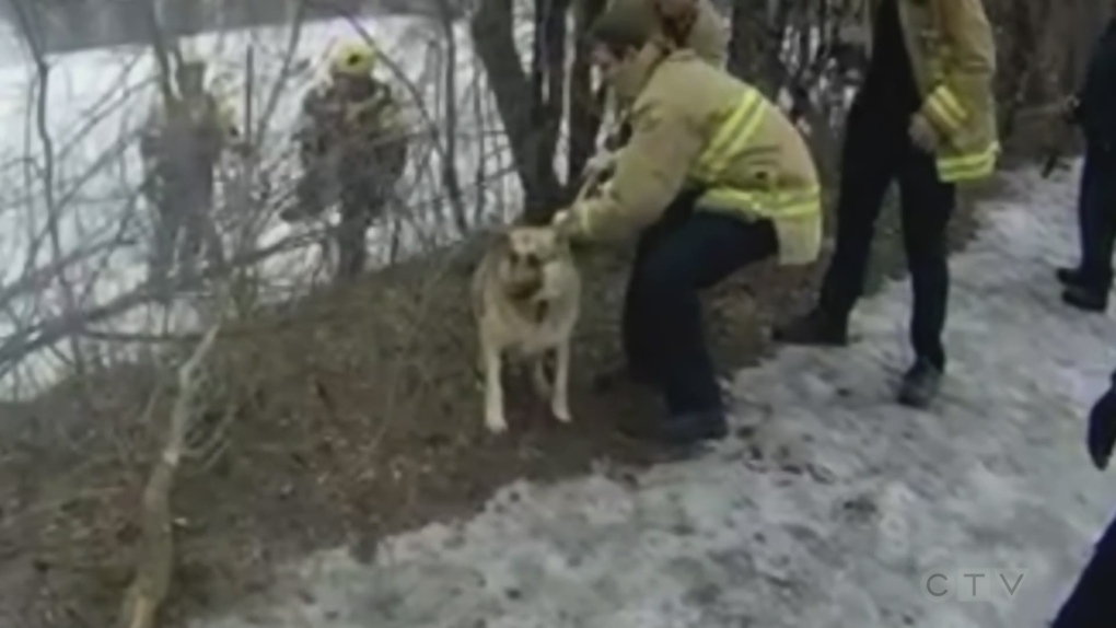 Ottawa firefighters rescue dog from Rideau River