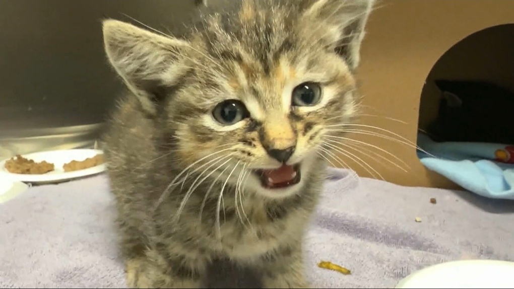 Influx of cats at the Ottawa Humane Society