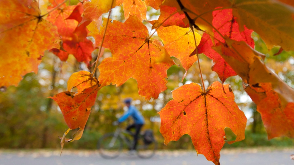 Autumn colours in Gatineau Park