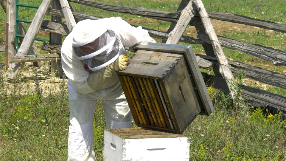 Craig Theriault keeping bees