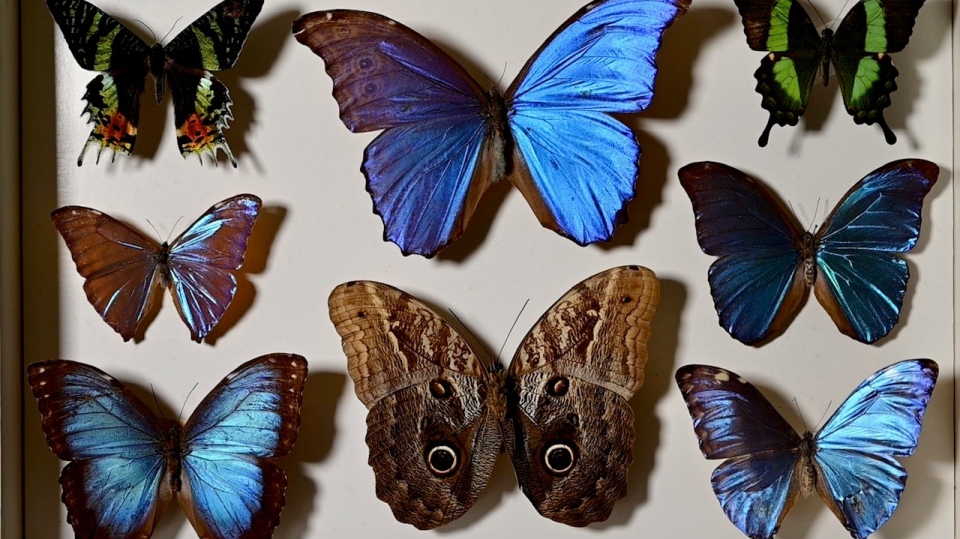 John Urban butterflies