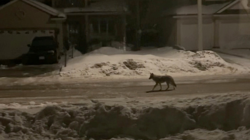 Ottawa coyotes