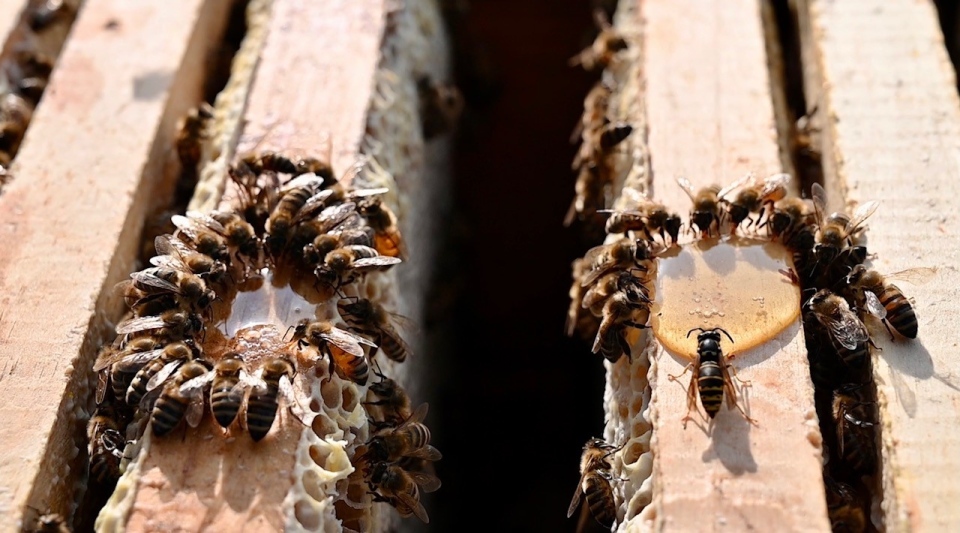 Peachey Honey Farms