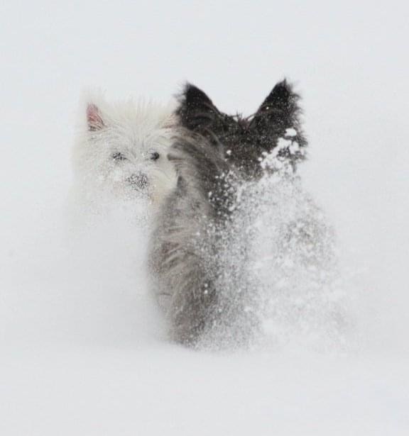 Ottawa snowstorm, dogs